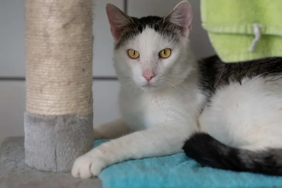Timmy, 3yo Mixed Breed Cat for adoption at Tierheim Siegen, Siegen