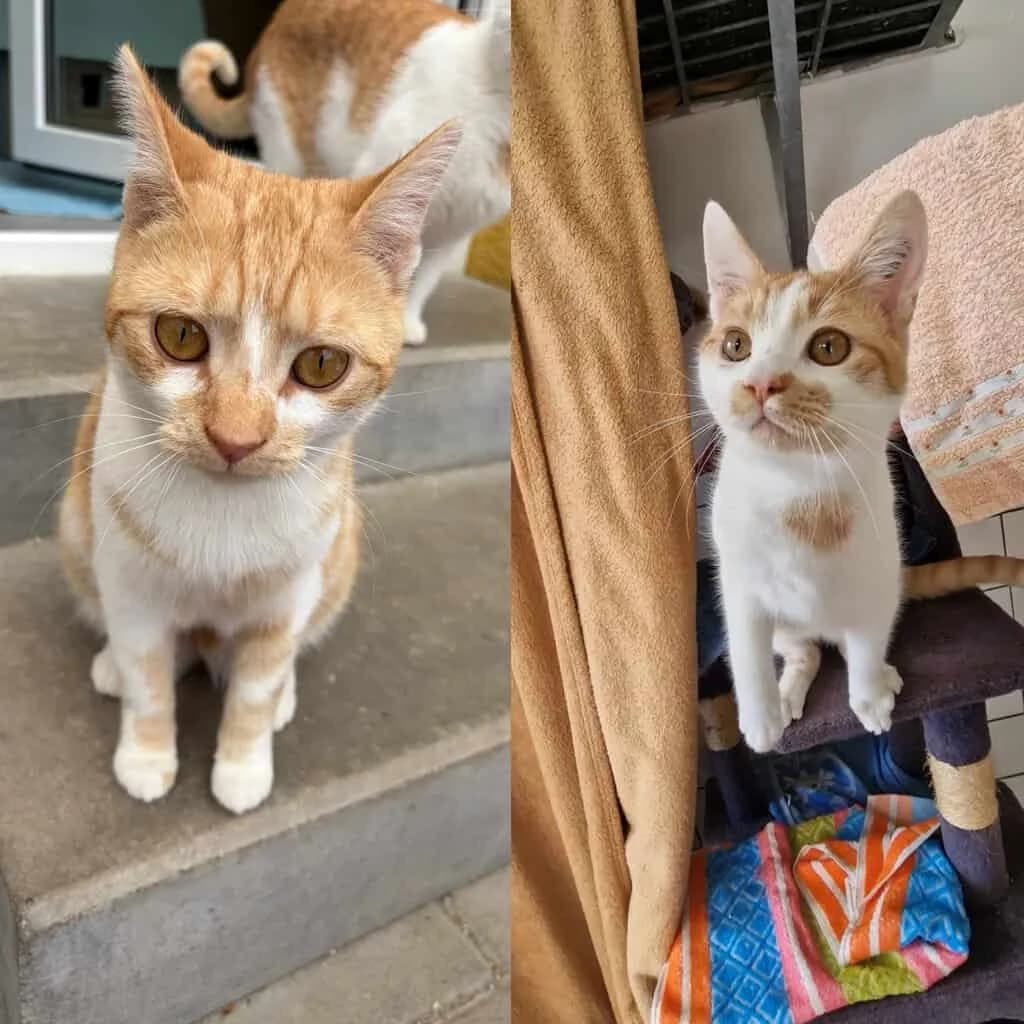 Tosca und Tarzan, rot young Mixed Breed Cat for adoption at Tierheim Siegen, Siegen