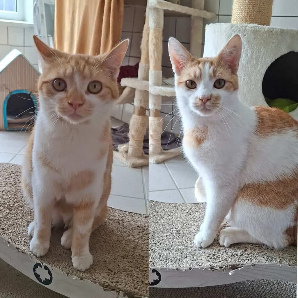 Tosca und Tarzan, rot young Mixed Breed Cat for adoption at Tierheim Siegen, Siegen