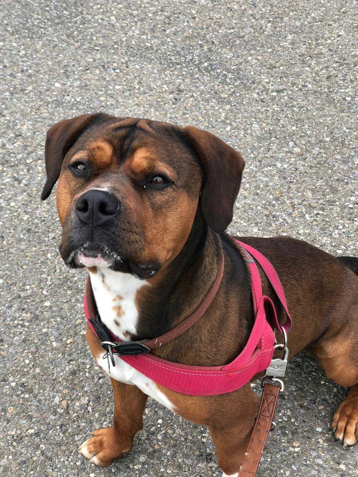 Chico, male senior Mixed Breed for adoption at Tierheim Singen, Singen