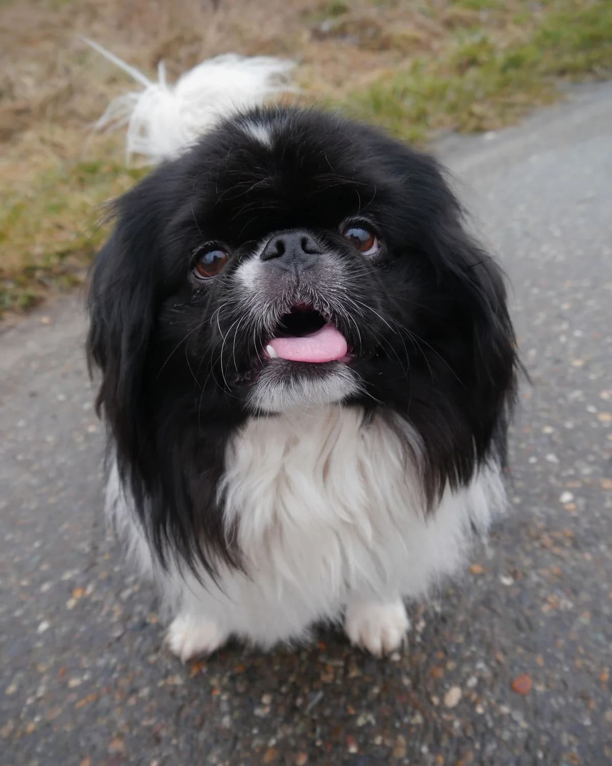 Fire, 6yo Mixed Breed for adoption at Tierheim Singen, Singen