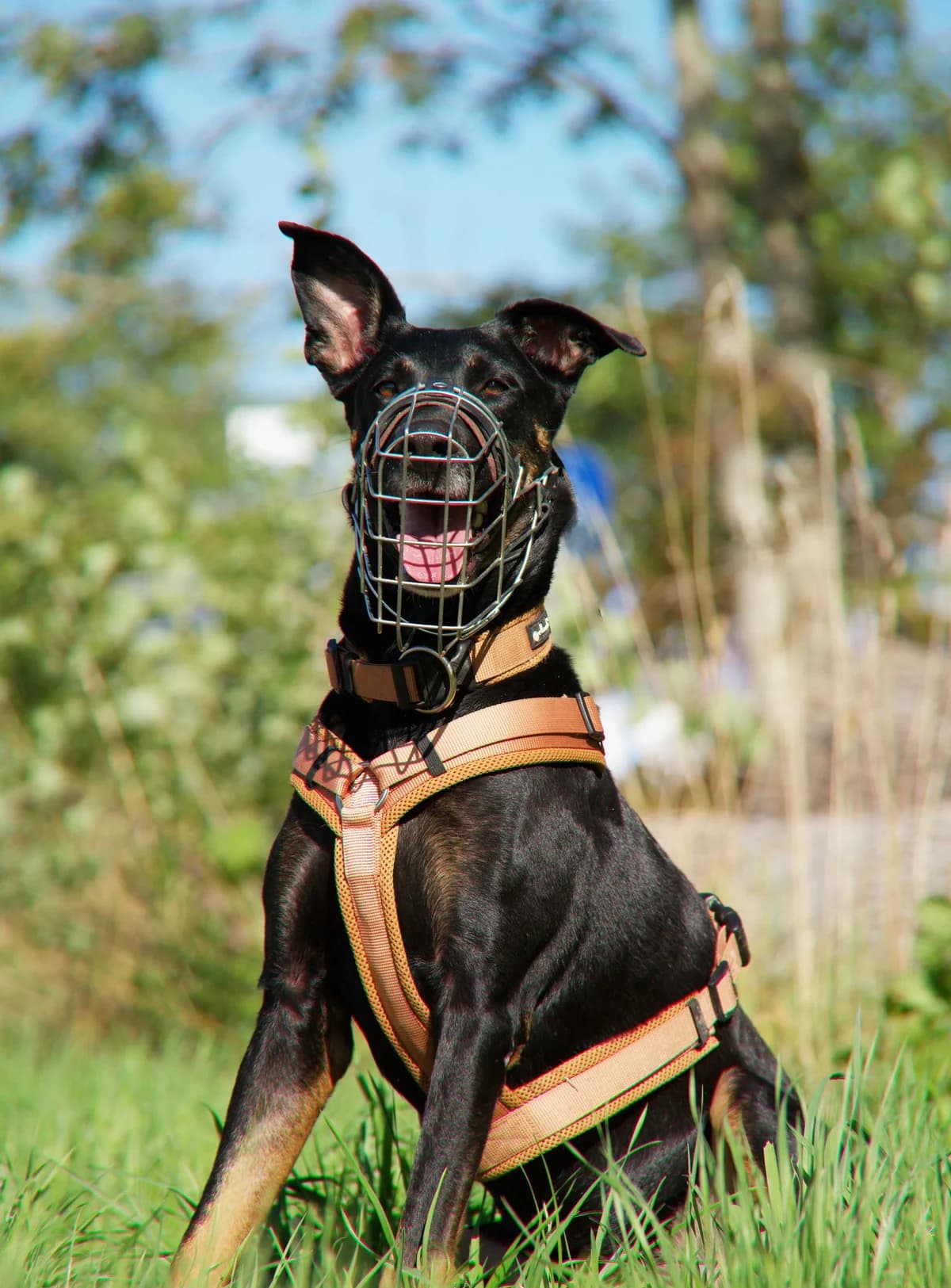 Luna, female 4yo Mixed Breed for adoption at Tierheim Singen, Singen