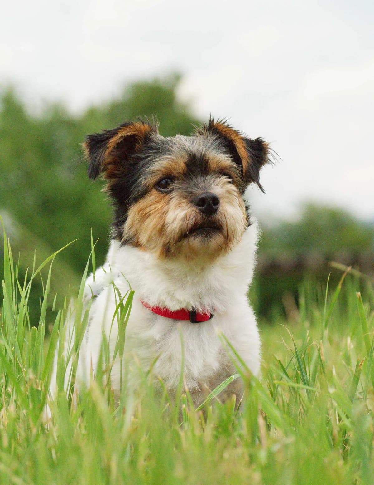Nala, female 4yo Mixed Breed for adoption at Tierheim Singen, Singen