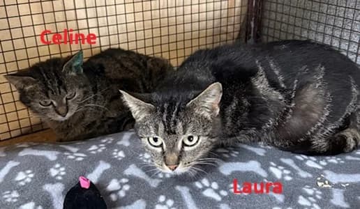 Celine und Laura, young Mixed Breed for adoption at Tierheim Sinsheim, Sinsheim