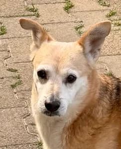 Cleo, senior Mixed Breed for adoption at Tierheim Sinsheim, Sinsheim