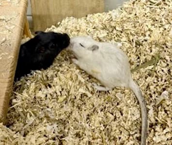 Celine und Laura, young European Shorthair for adoption at Tierheim Sinsheim, Sinsheim