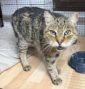 Leo & Lea, European Shorthair for adoption at Tierheim Sinsheim, Sinsheim