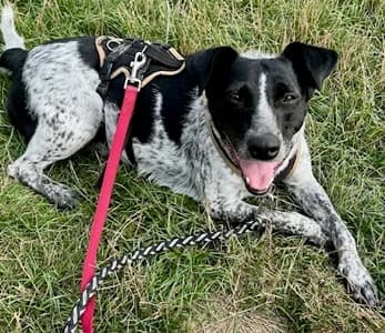 Heidi, female 5yo Mixed Breed for adoption at Tierheim Sinsheim, Sinsheim