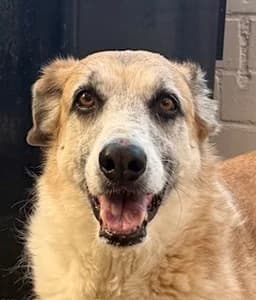 Jessi, female senior Mixed Breed for adoption at Tierheim Sinsheim, Sinsheim