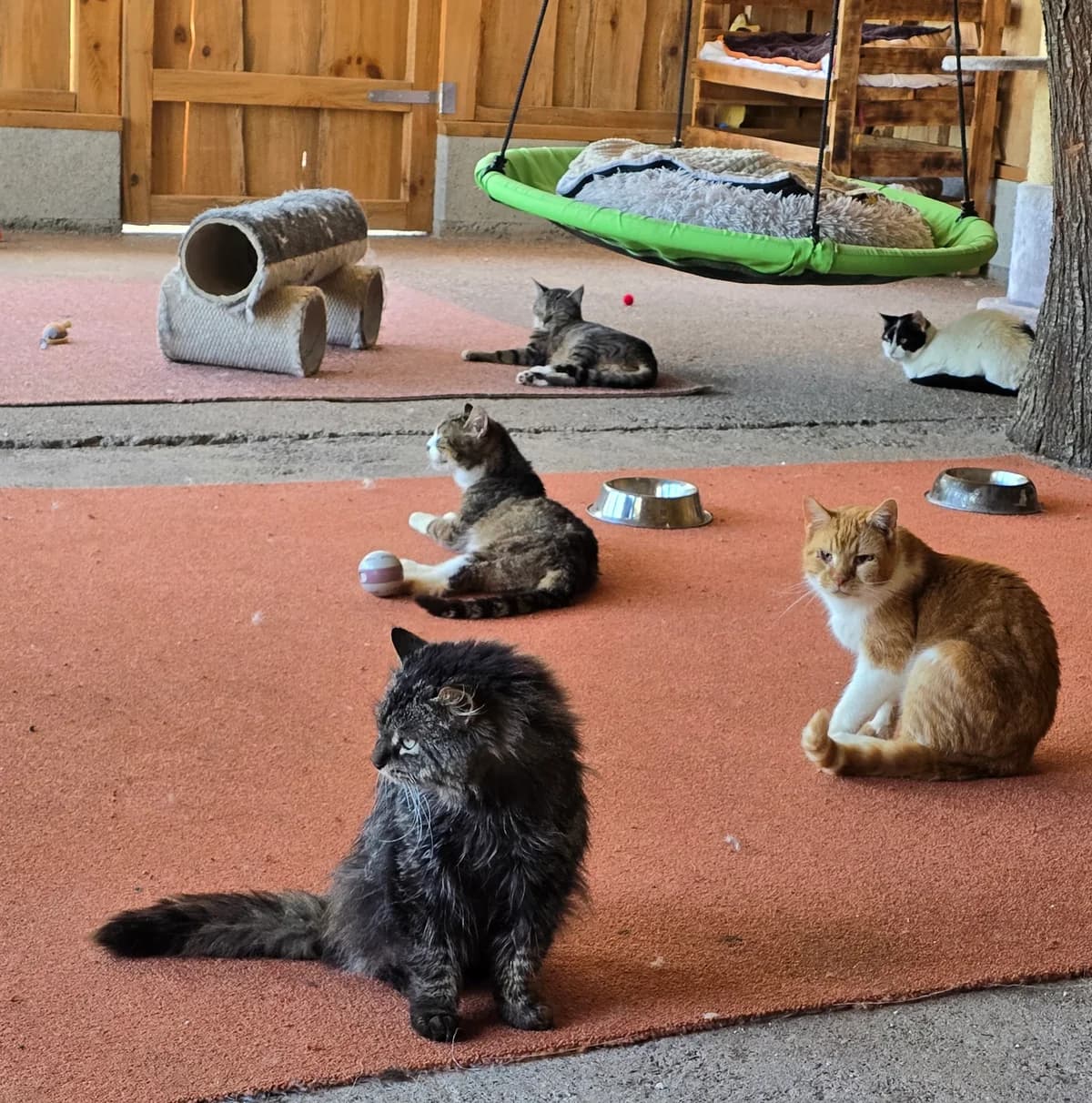 Bunte Katzentruppe, Mixed Breed for adoption at Tierheim Sömmerda, Sömmerda
