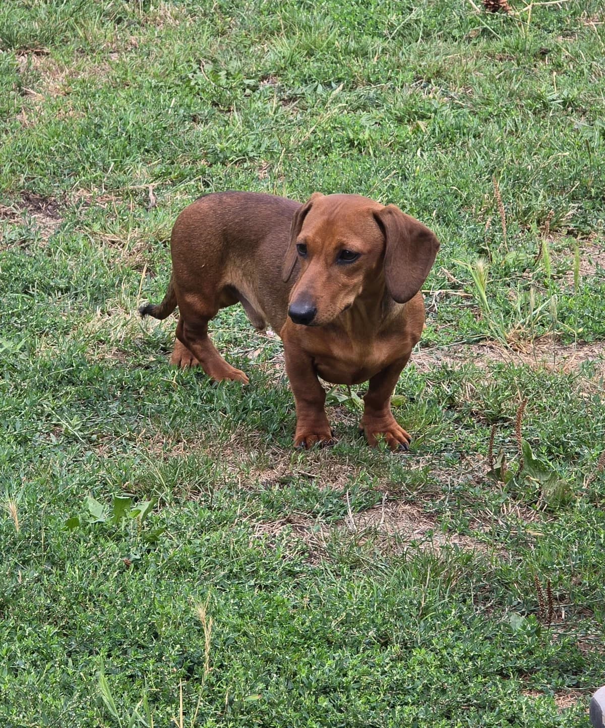 Farbwandler Strupps, Mixed Breed for adoption at Tierheim Sömmerda, Sömmerda