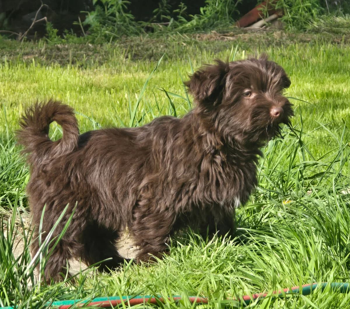 Grizzli und Strupps, Mixed Breed for adoption at Tierheim Sömmerda, Sömmerda
