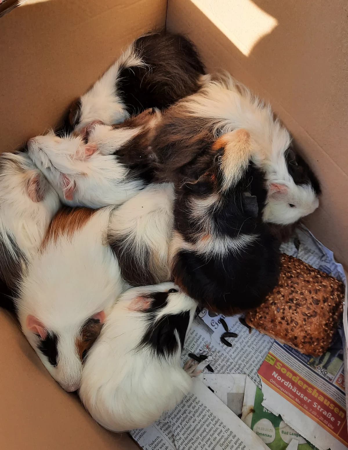 Meerschweinchenfamilie, Mixed Breed for adoption at Tierheim Sömmerda, Sömmerda