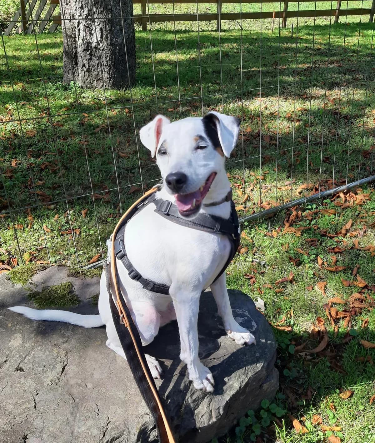 Fido, male 6yo Mixed Breed for adoption at Tierheim Solingen, Solingen