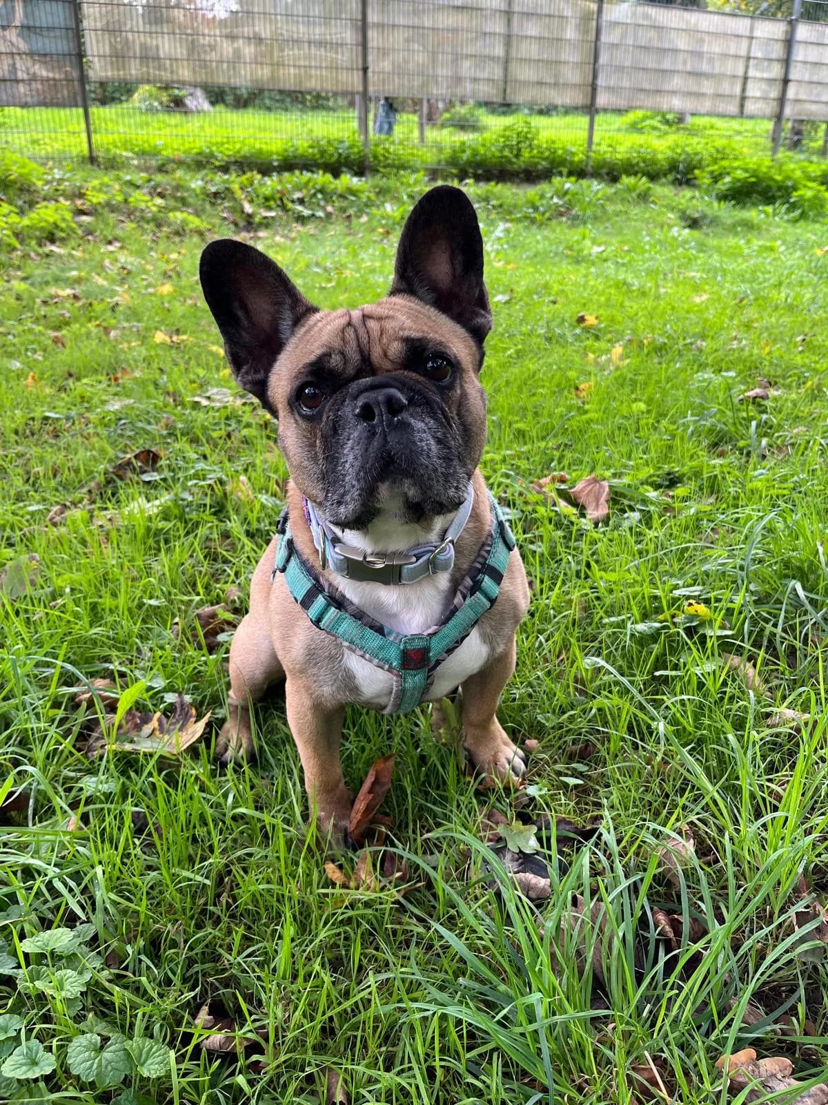 Abel, male French Bulldog for adoption at Tierheim Solingen, Solingen