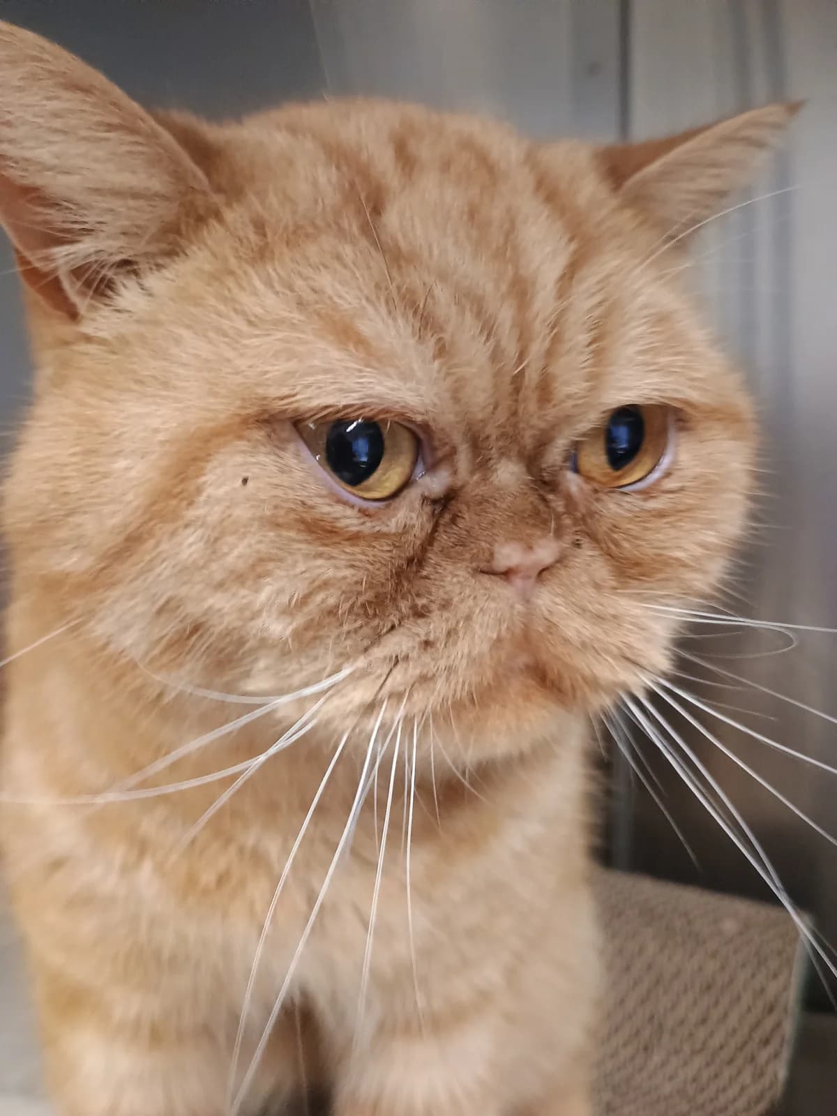 Garfield, male 4yo British Shorthair for adoption at Tierheim Solingen, Solingen