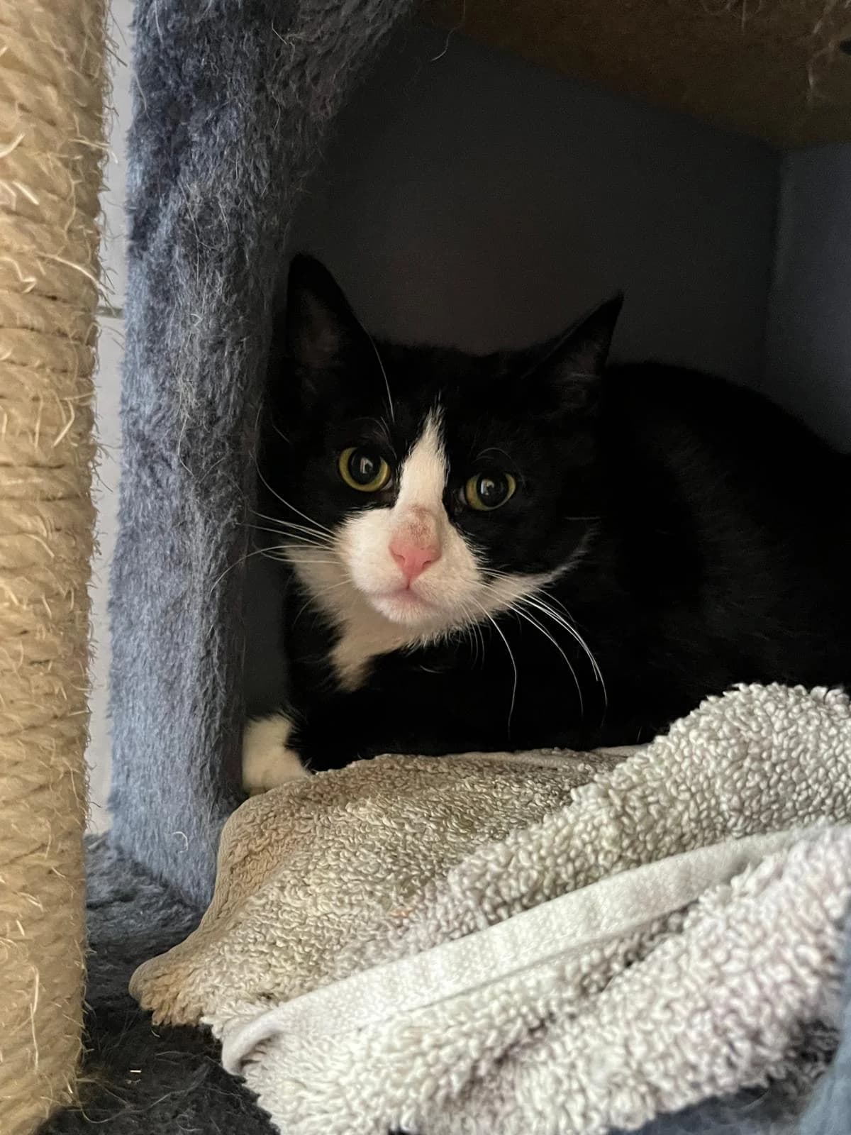 Jungkatzen, male European Shorthair for adoption at Tierheim Solingen, Solingen