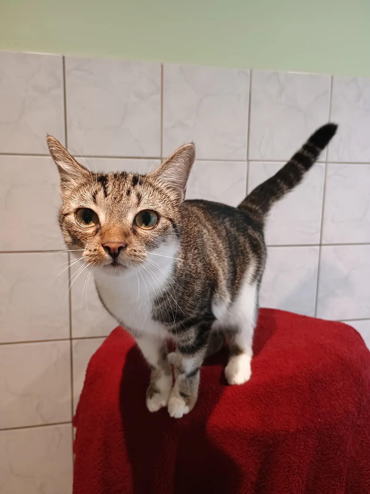 Linguini, female young European Shorthair for adoption at Tierheim Solingen, Solingen
