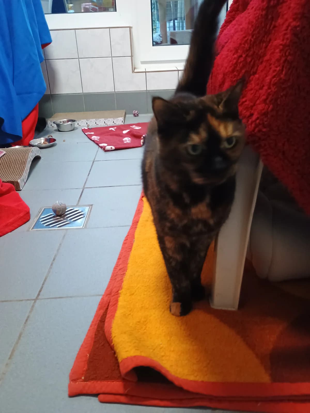 Lucy, female senior European Shorthair for adoption at Tierheim Solingen, Solingen