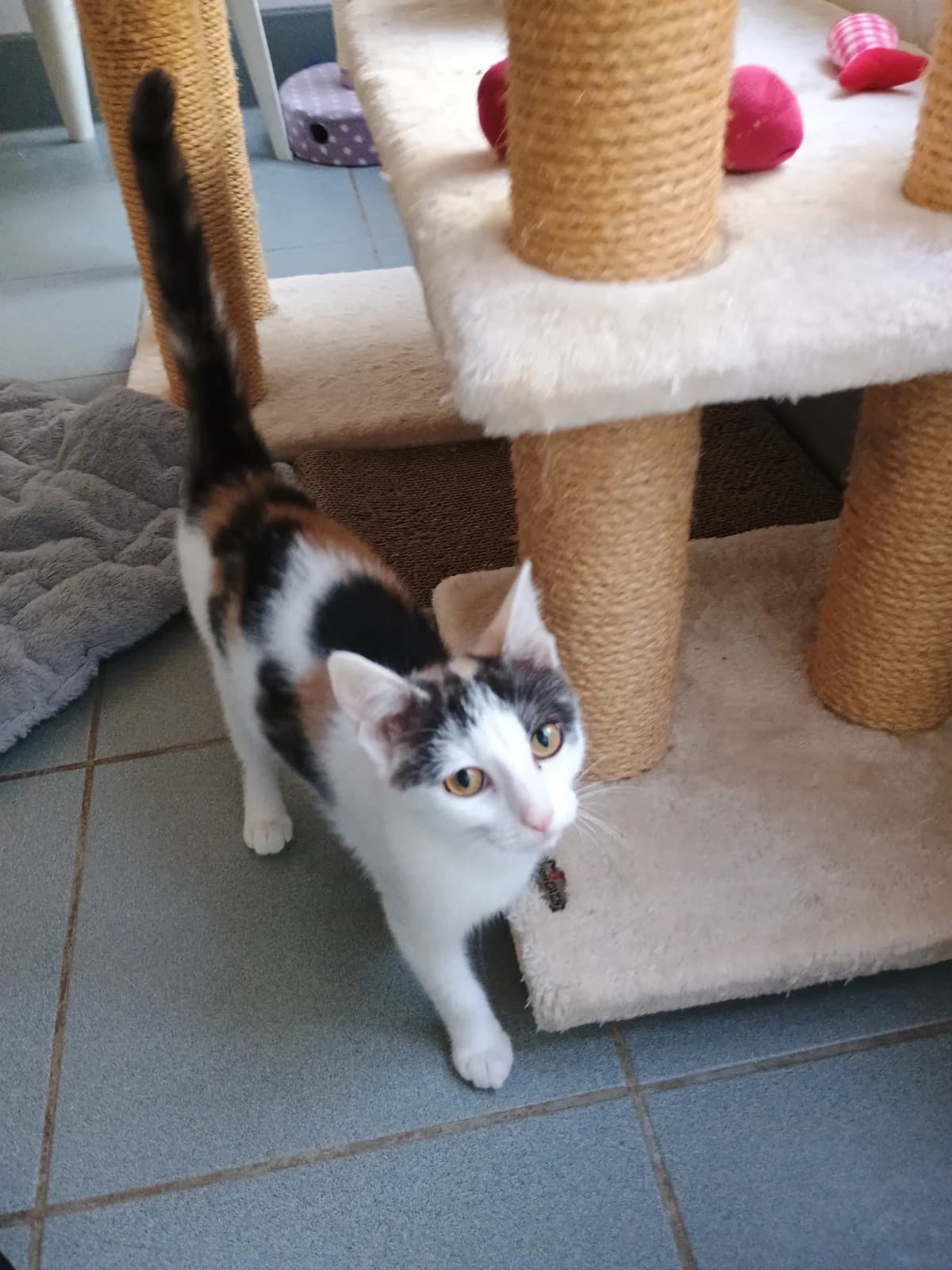 Mel & Nayla, female European Shorthair for adoption at Tierheim Solingen, Solingen