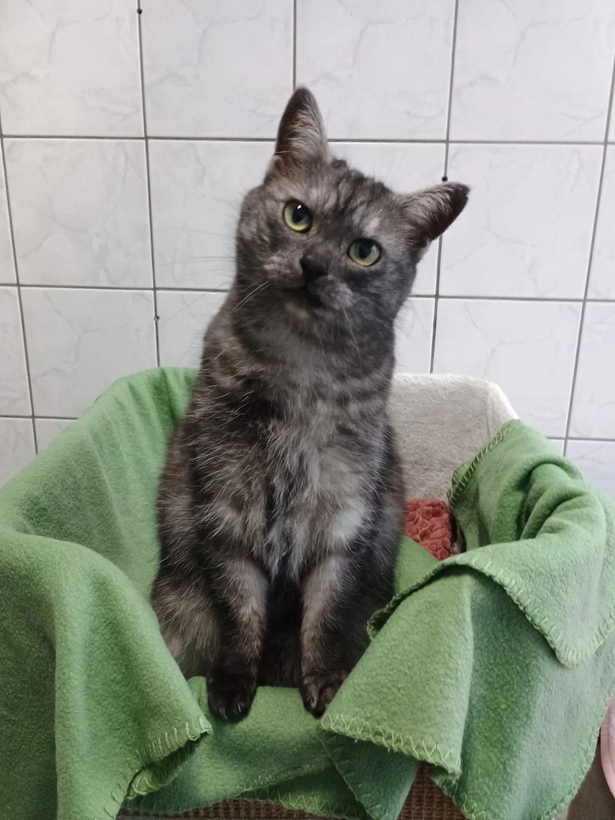 Neve, female Mixed Breed for adoption at Tierheim Solingen, Solingen