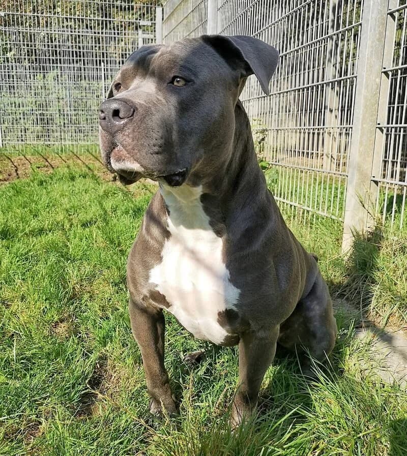 Rocky, male senior Staffordshire Bull Terrier for adoption at Tierheim Solingen, Solingen