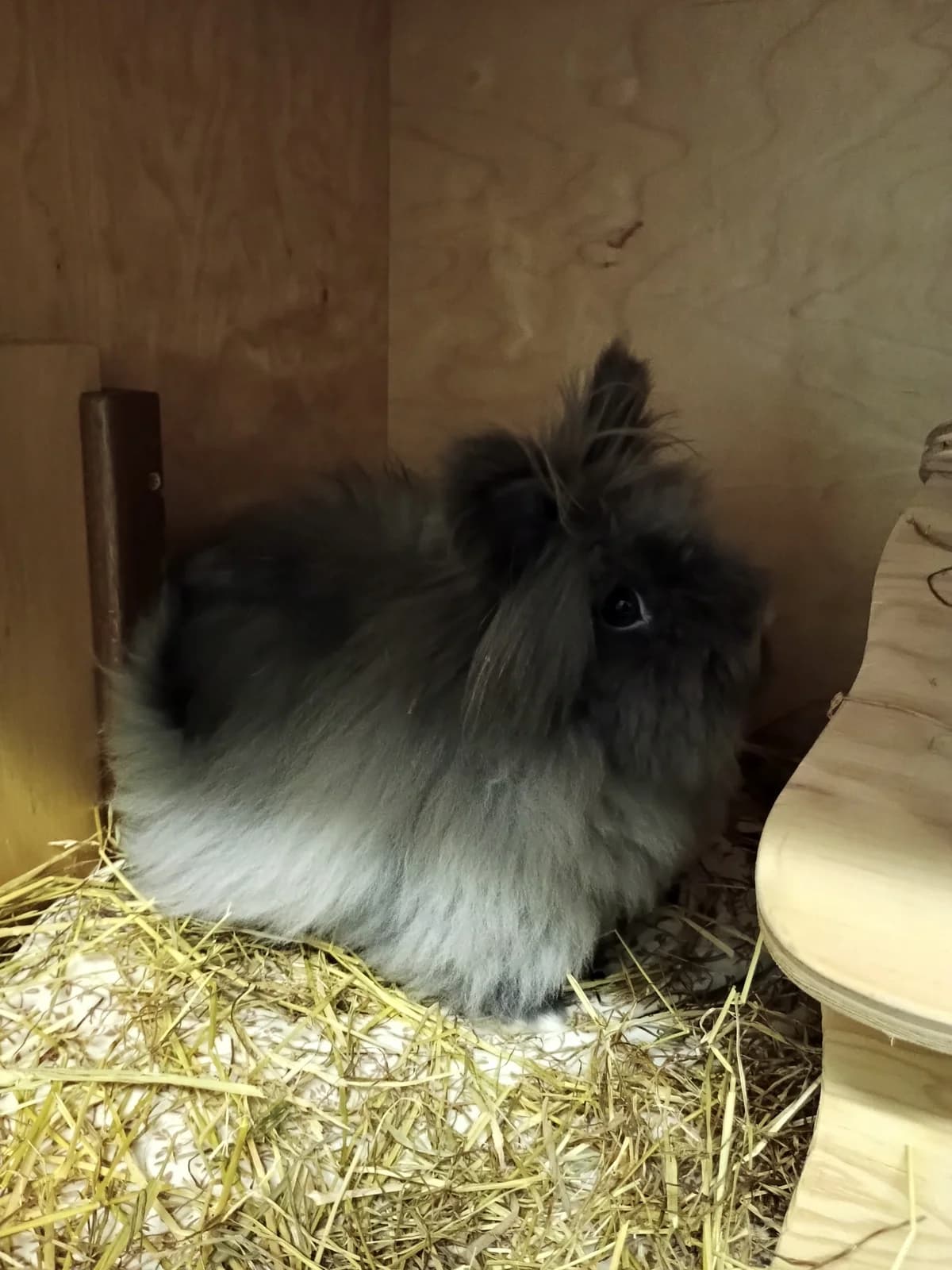 Wuschel, female mixed breed for adoption at Tierheim Solingen, Solingen