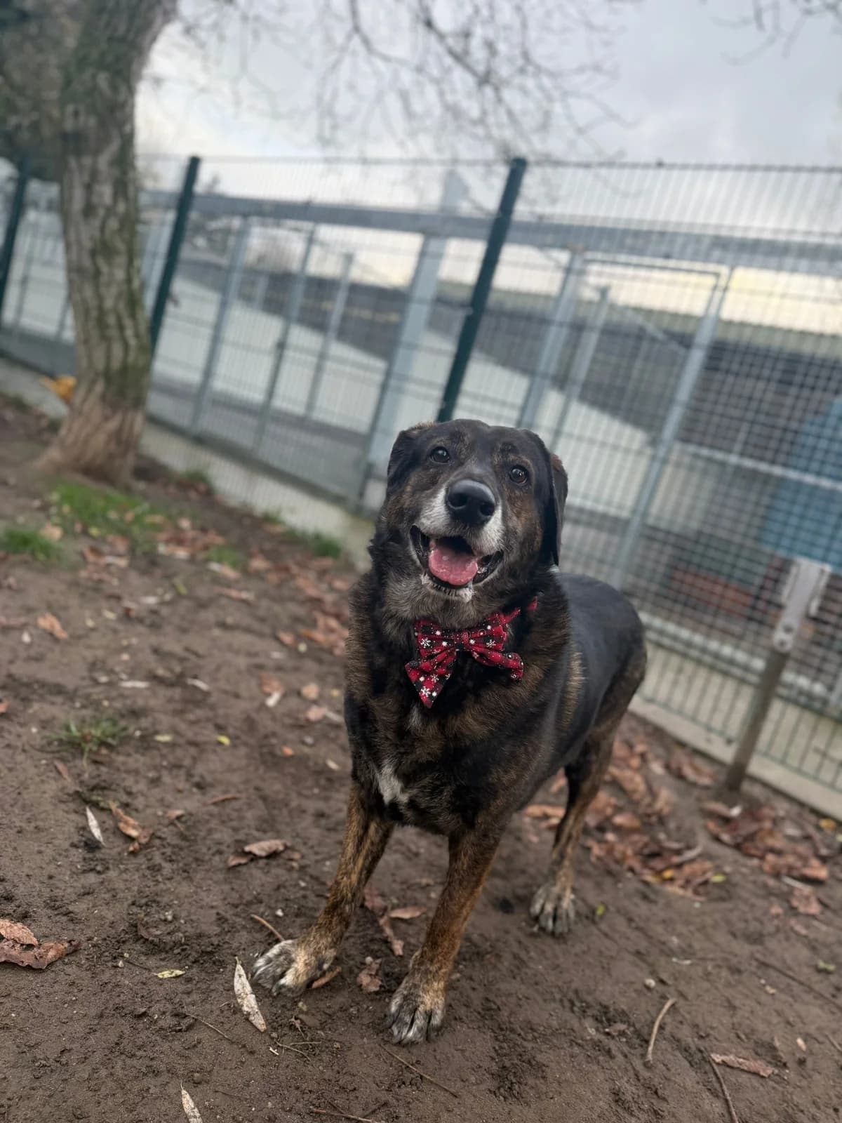 Sammy (auf Pflegestelle), senior Mixed Breed for adoption at Tierheim Speyer, Speyer