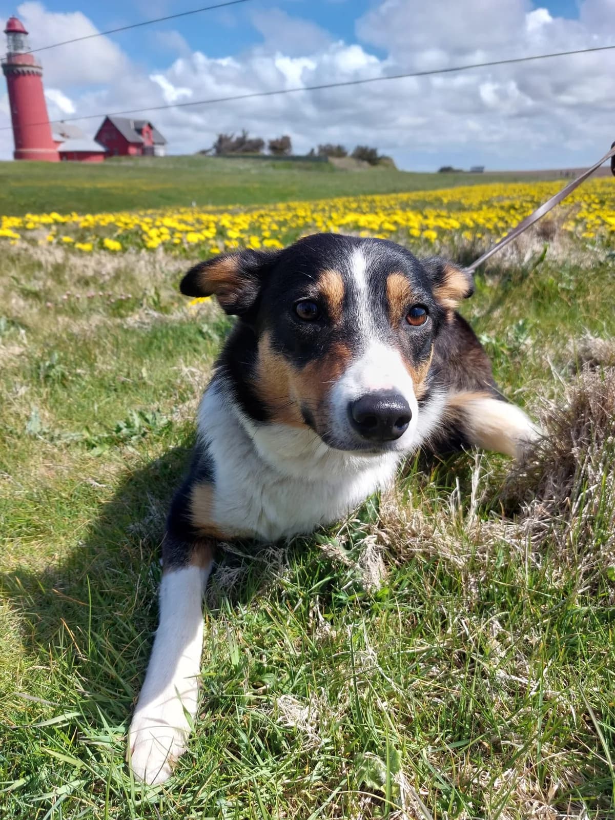Tiana (aktuell auf Pflegestelle), female puppy Mixed Breed for adoption at Tierheim Speyer, Speyer