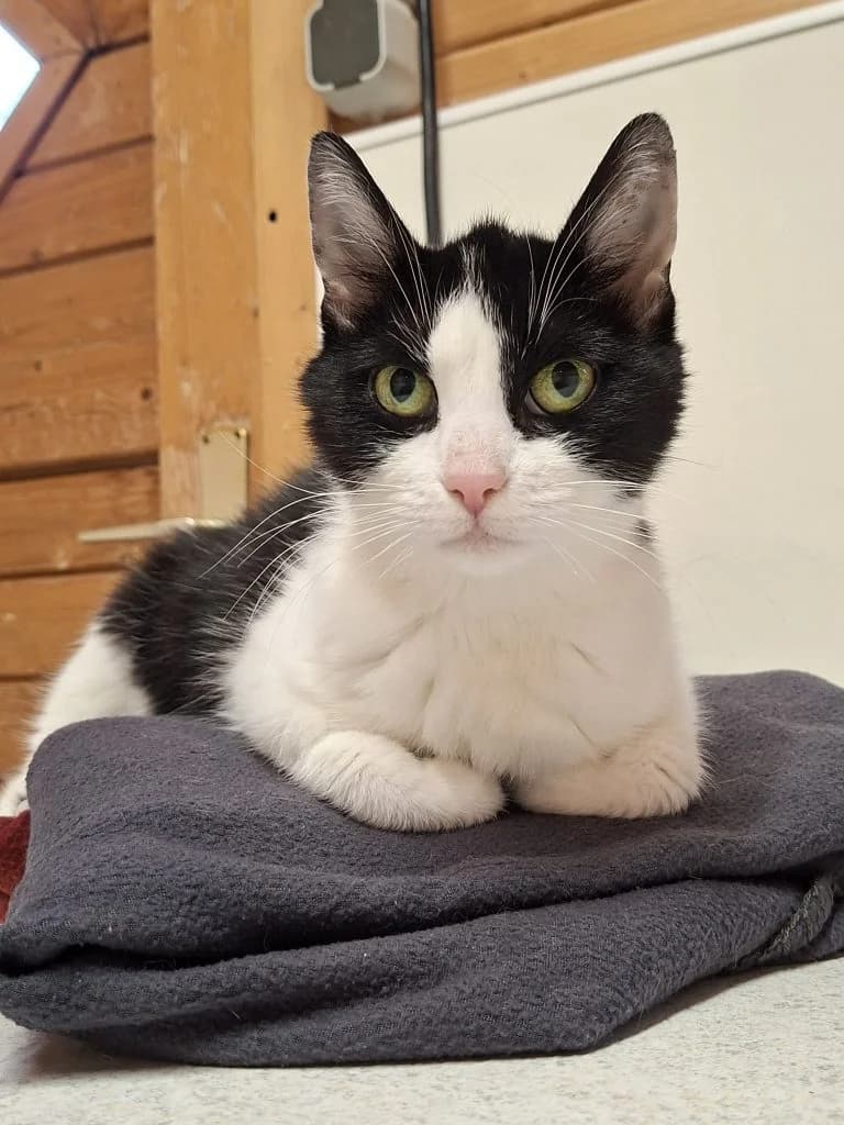 Sissi, female 6yo Mixed Breed for adoption at Tierheim Speyer, Speyer