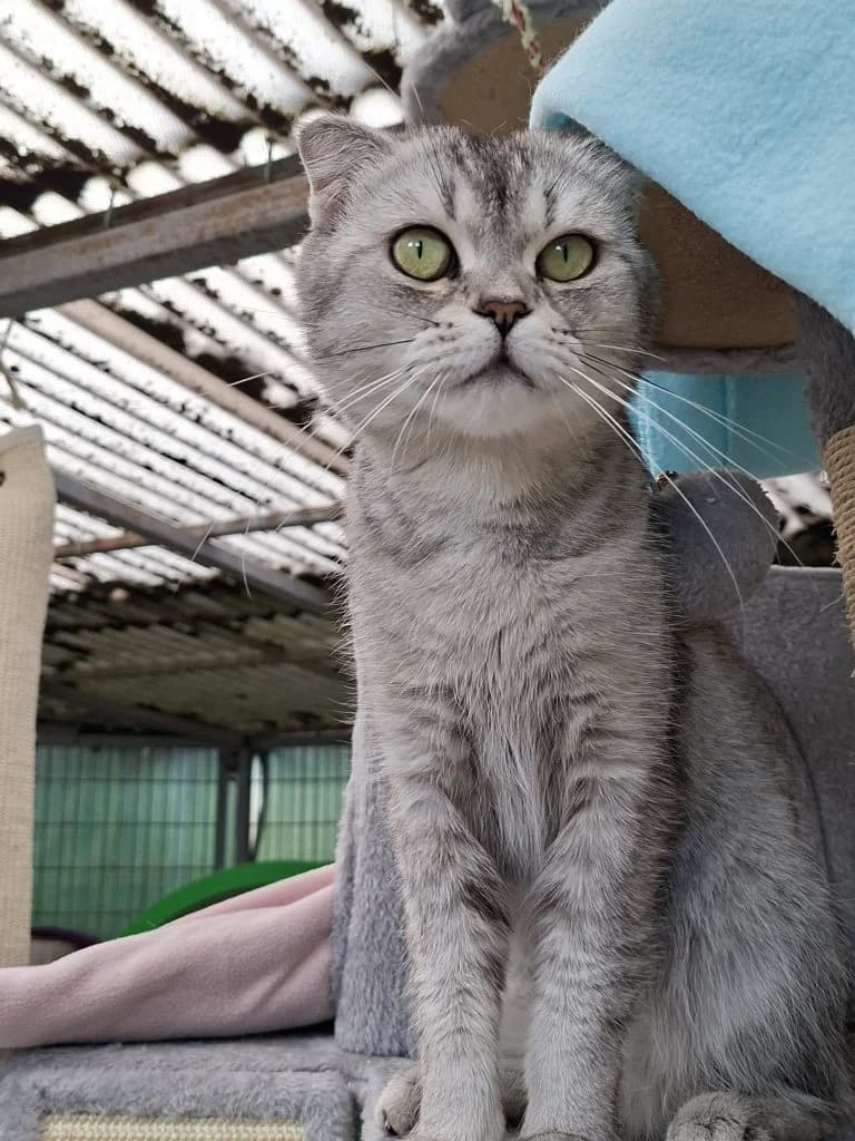 Nahida, female 6yo mixed breed for adoption at Tierheim Speyer, Speyer