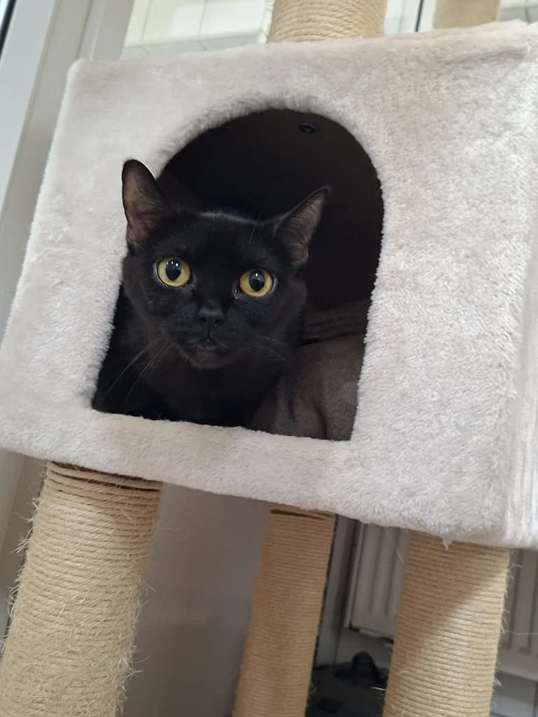 Navia, female 3yo Mixed Breed for adoption at Tierheim Speyer, Speyer