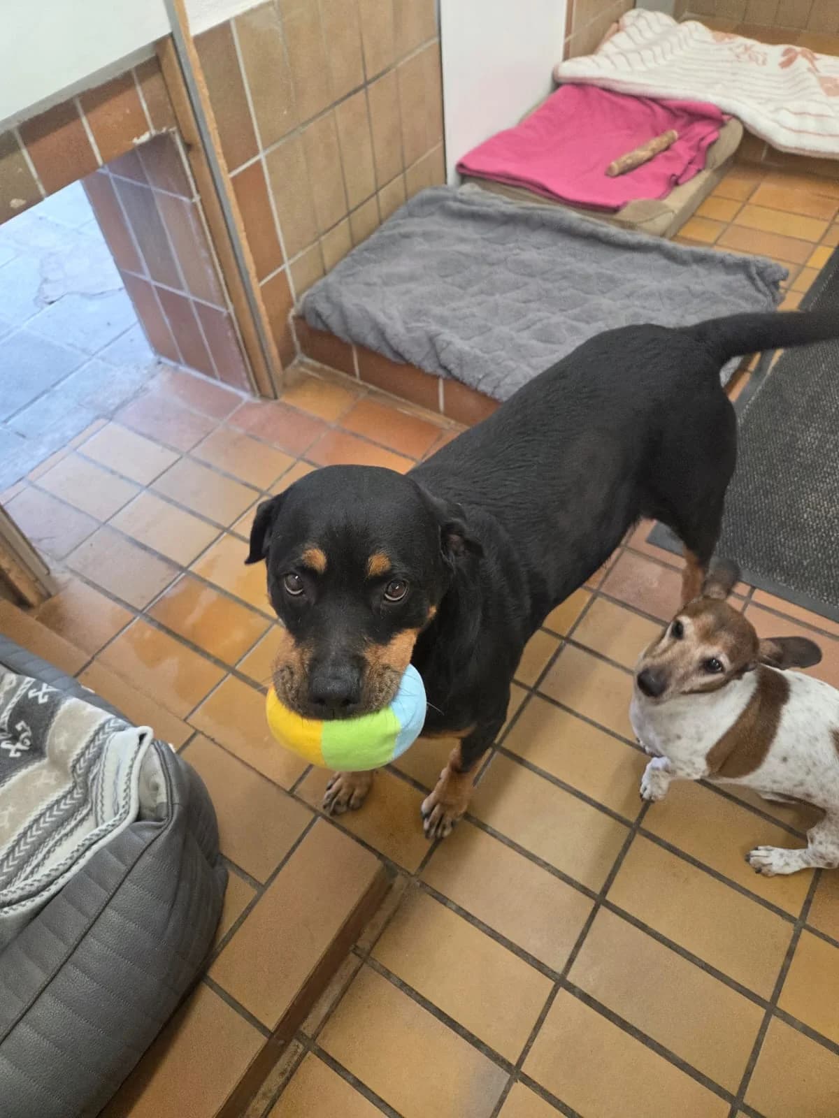 Bodo & Cassis, female senior Mixed Breed for adoption at Tierheim Speyer, Speyer