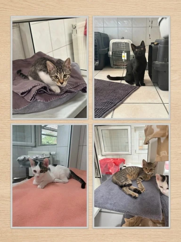 Neue Kitten, male puppy Mixed Breed for adoption at Tierheim Speyer, Speyer