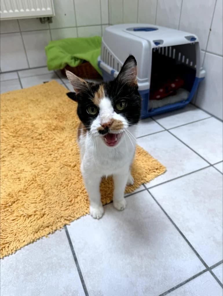 Aya (Pflegestelle/Endstelle gesucht), female senior Mixed Breed for adoption at Tierheim Speyer, Speyer