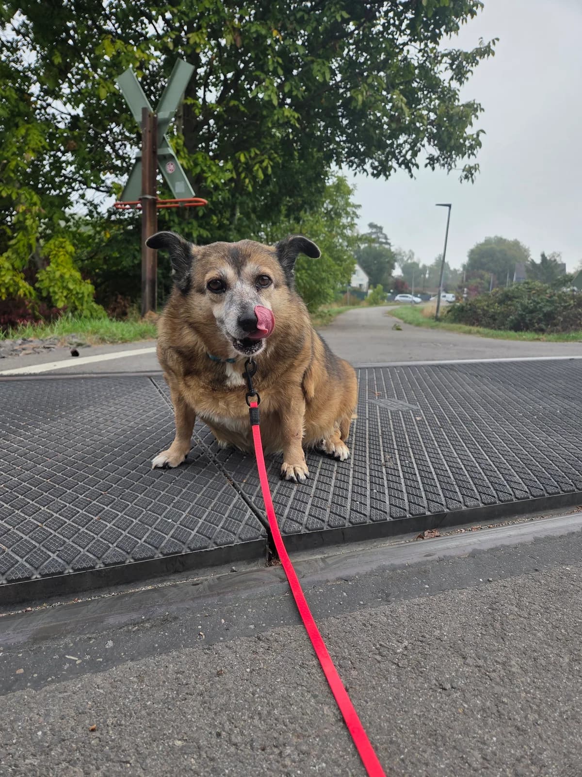 Viki, female senior Mixed Breed for adoption at Tierheim Speyer, Speyer