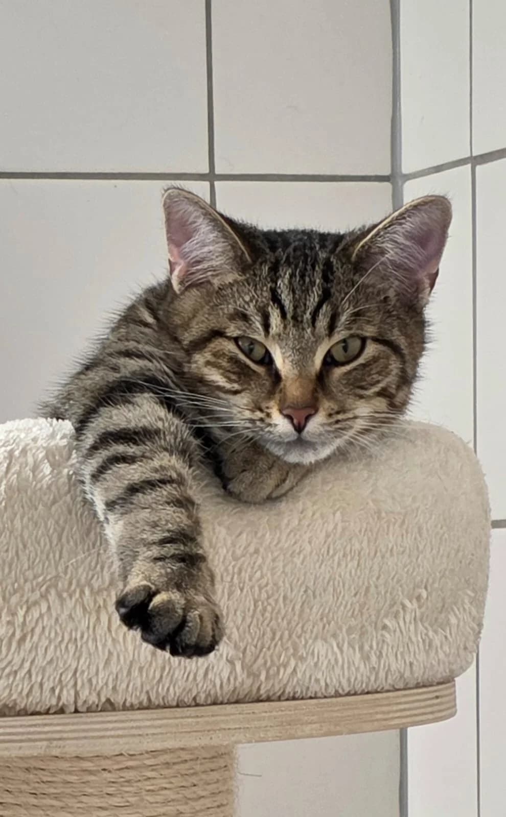 Forrest Gump, grau-getigert male puppy Mixed Breed Cat for adoption at Tierheim Stadthagen