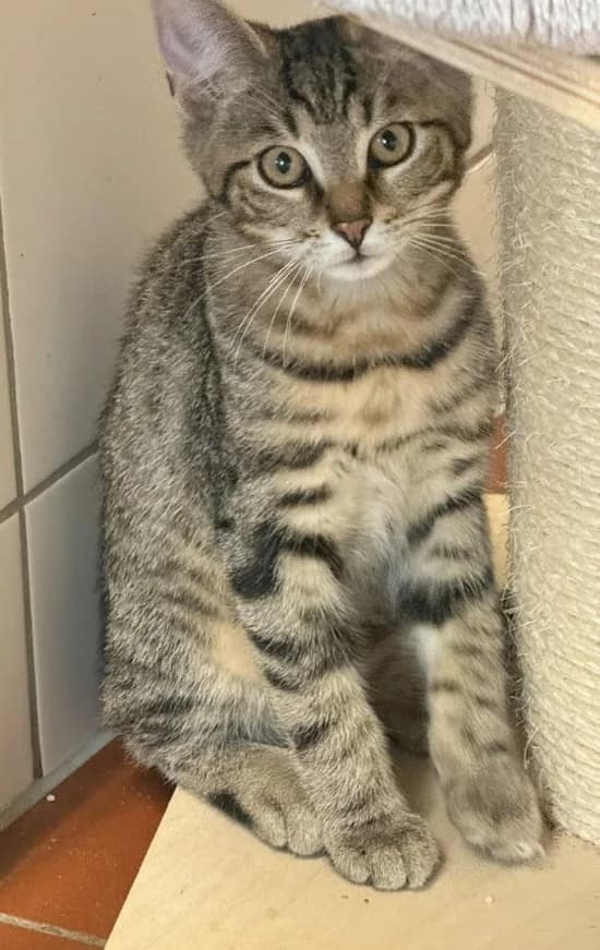 Forrest Gump, grau-getigert male puppy Mixed Breed Cat for adoption at Tierheim Stadthagen