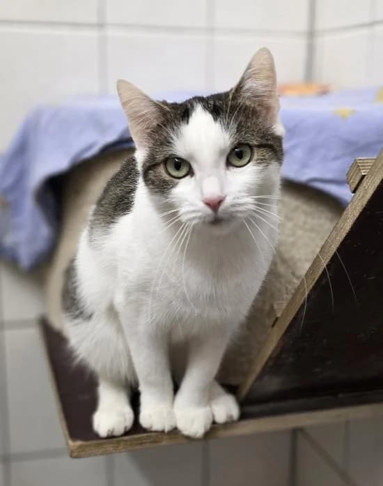 Bonny, weiß-graugetigert female 3yo Mixed Breed Cat for adoption at Tierheim Stadthagen