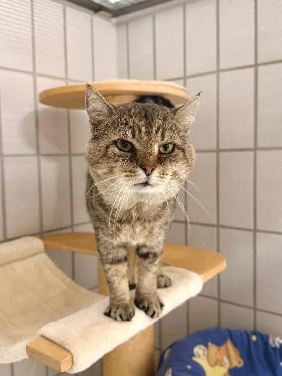 Walther, graugetigert mit braun male 5yo Mixed Breed Cat for adoption at Tierheim Stadthagen