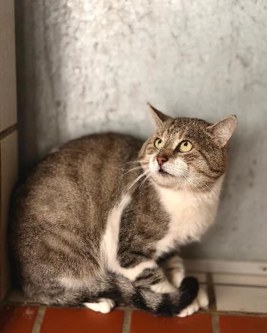 Lukas, grau-getigert mit weiß male 5yo Mixed Breed Cat for adoption at Tierheim Stadthagen