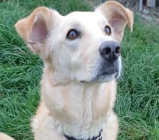 Kira, female senior Mixed Breed for adoption at Tierheim Starnberg, Starnberg