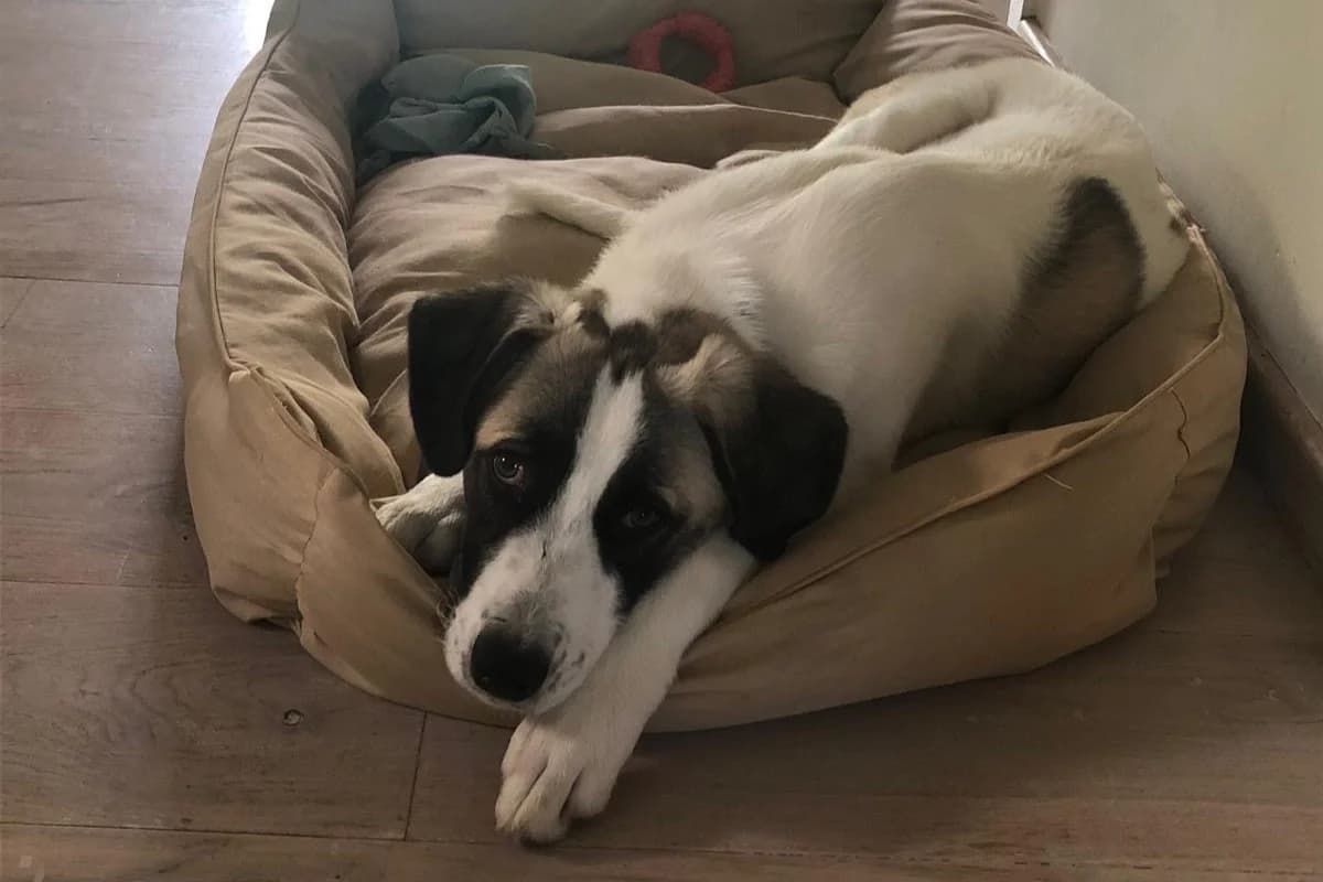 Pearl, puppy Mixed Breed for adoption at Tierheim Starnberg, Starnberg