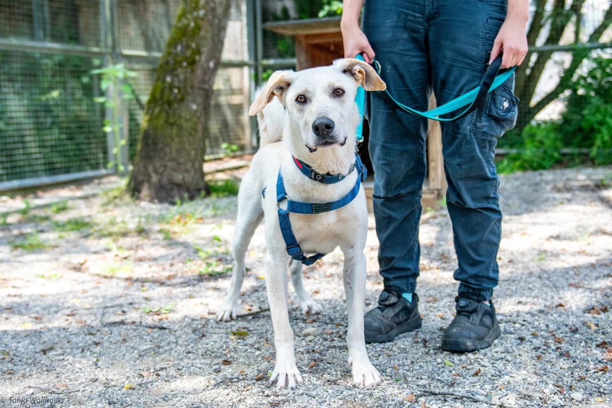 Lordi – der Sportliche, male Mixed Breed for adoption at Tierheim Starnberg, Starnberg