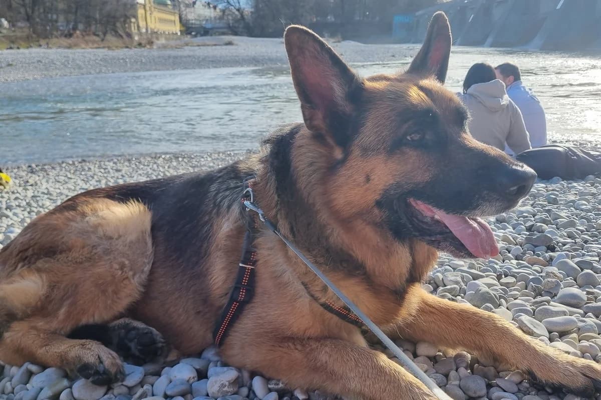 Maxl, male 5yo German Shepherd for adoption at Tierheim Starnberg, Starnberg