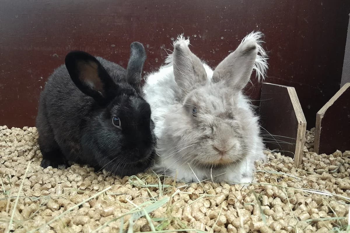 Angora Kaninchen Gary & Wania, mixed breed for adoption at Tierheim Starnberg, Starnberg