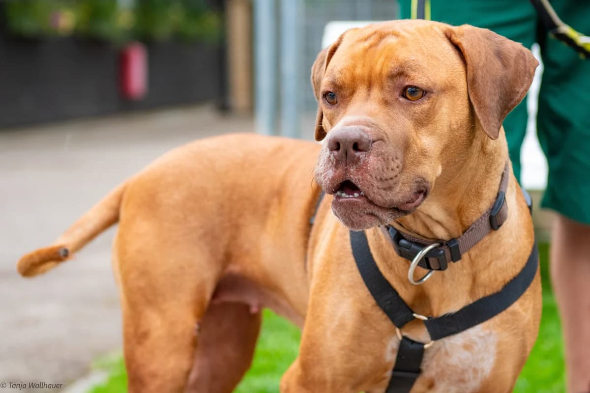 Nala, 3yo Mixed Breed for adoption at Tierheim Starnberg, Starnberg