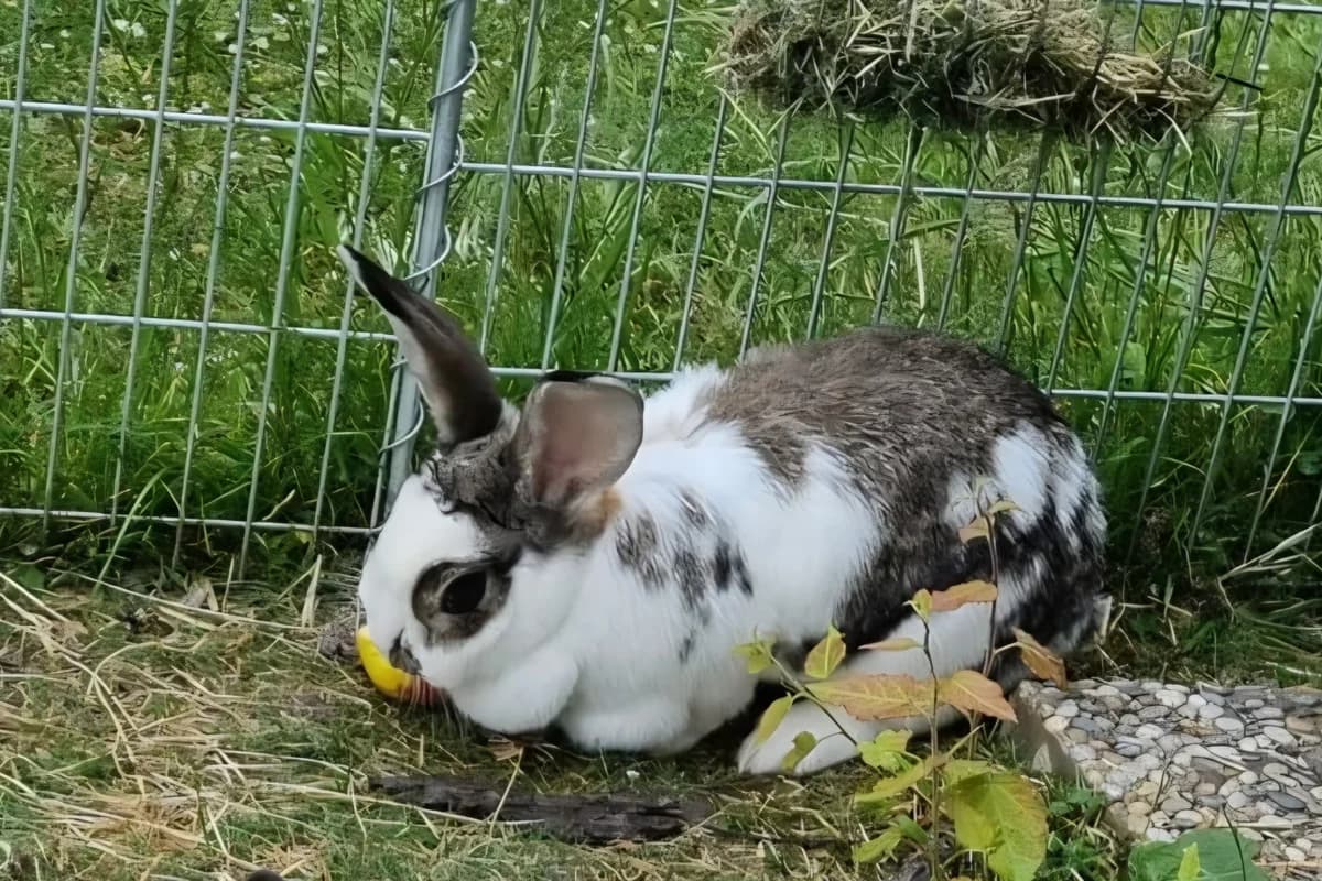 Frau Hase, 4yo Mixed Breed for adoption at Tierheim Starnberg, Starnberg