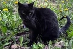 Maja und Lilly, schwarz senior Mixed Breed for adoption at Tierheim Starnberg, Starnberg