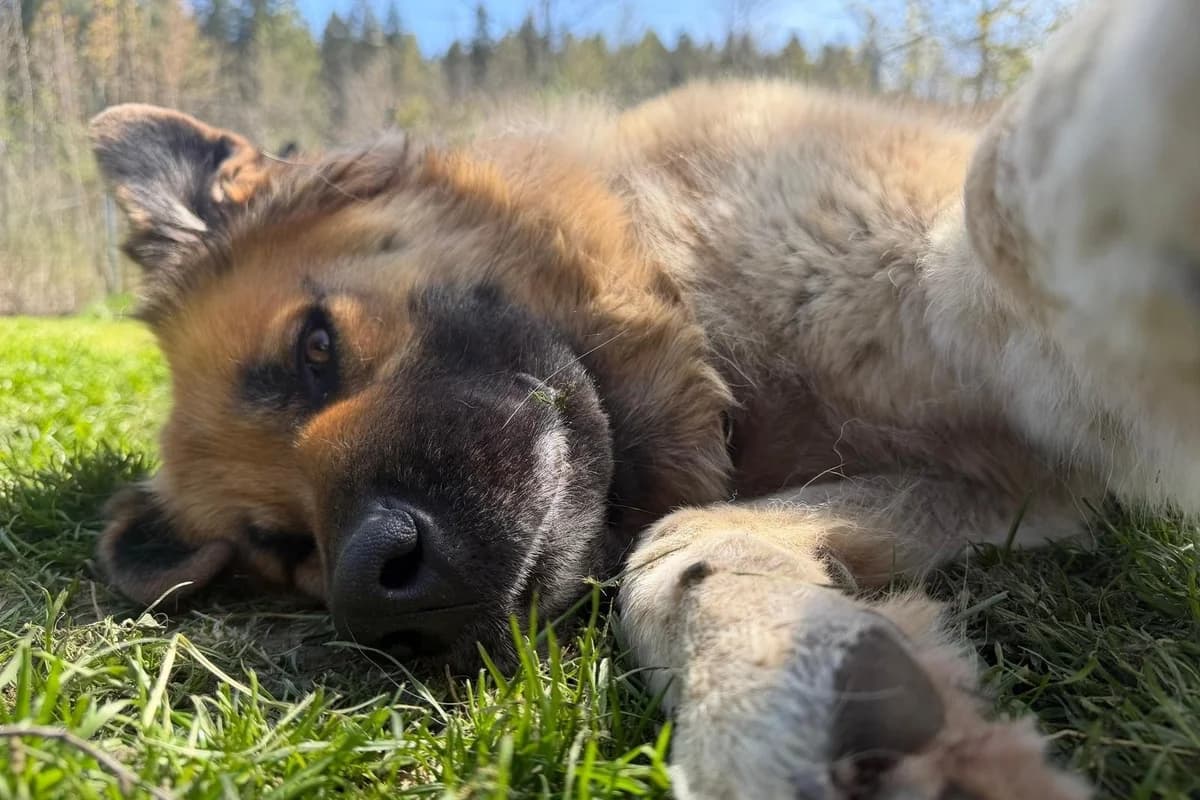 Shira, female 6yo Mixed Breed for adoption at Tierheim Starnberg, Starnberg